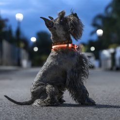 Coleira LED para Animais de Estimação Petlux InnovaGoods