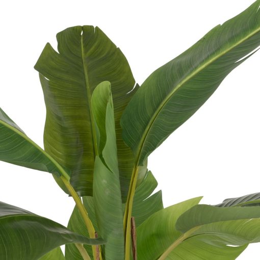 Planta Decorativa Borracha 90 X 90 X 125 CM - Image 2