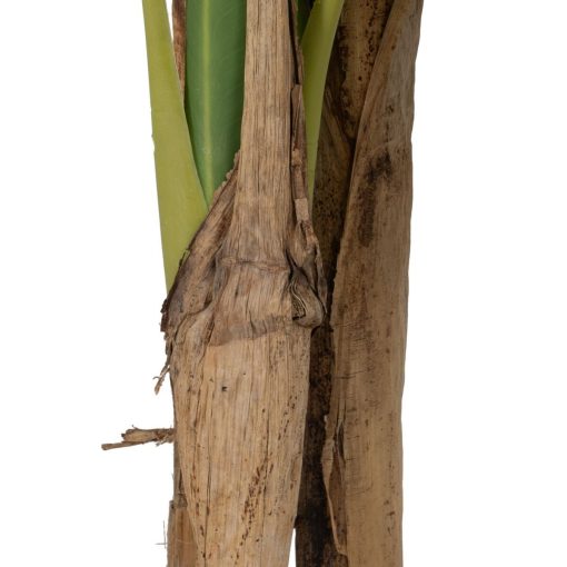 Planta Decorativa Borracha 90 X 90 X 125 CM - Image 5