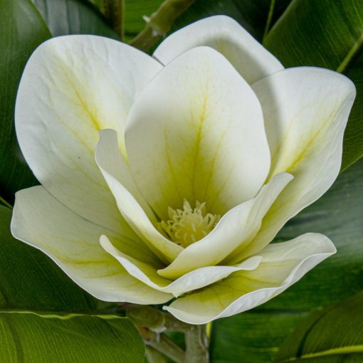 Planta Artificial Magnolia 100cm 100cm - Image 3