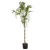 Árvore Pé Poliåster 50X50X160 Branco (2 Unidades)