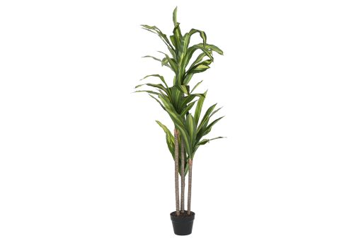 Planta Pé 80X80X150 Dracaena Verde (2 Unidades) - Image 2