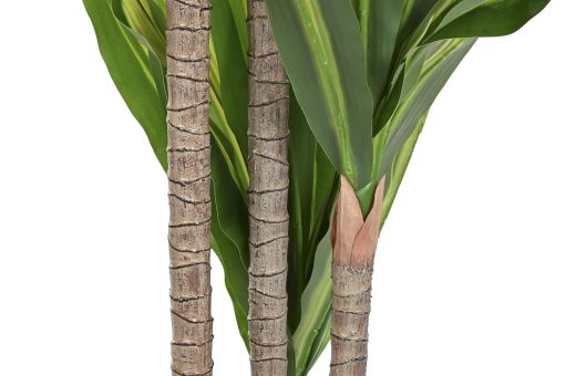 Planta Pé 80X80X150 Dracaena Verde (2 Unidades) - Image 3