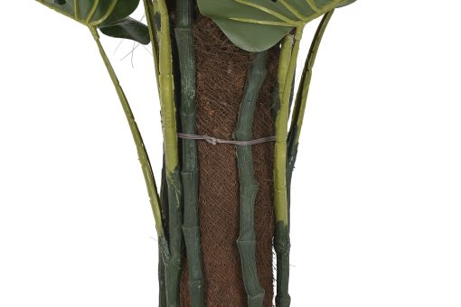 Planta Pé 80X80X150 Monstera Verde (2 Unidades) - Image 3