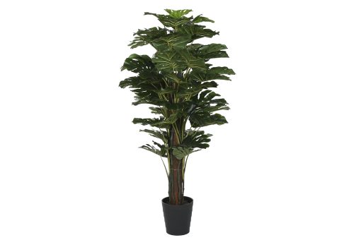 Planta Pé 80X80X150 Monstera Verde (2 Unidades)