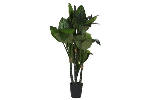 Planta Pé 80X80X180 Spathe Verde (2 Unidades)