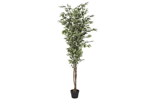 Planta Pé Cimento 80X80X180 Ficus Verde (2 Unidades)