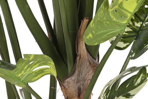 Planta Pé Cimento 80X80X180 Monstera Verde (2 Unidades) - Image 4
