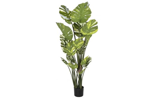 Planta Pé Cimento 80X80X180 Monstera Verde (2 Unidades)