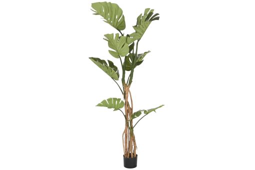 Planta Pé Pp 100X83X153 Monstera Verde (2 Unidades) - Image 2