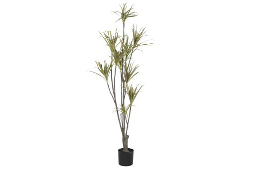 Planta Pé Pp 82X86X218 Verde (2 Unidades) - Image 2