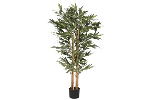 Planta Pp På 100X100X150 Bambu Verde (2 Unidades) - Image 3