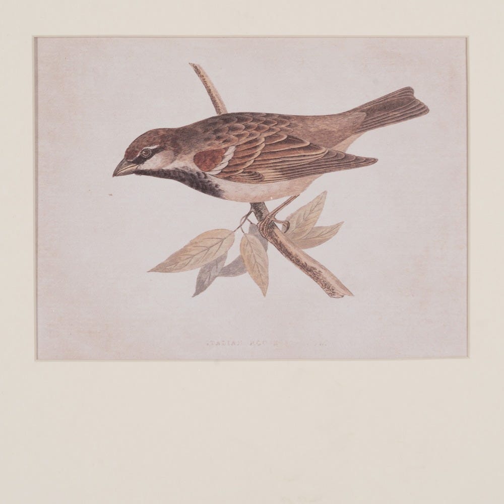 Imagem Impresso Pássaros 2/M 43 X 2 X 53 Cm (2 Unidades) - Image 3