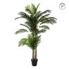 Planta Areca Palmera Verde 100 X 130 X 210 Cm