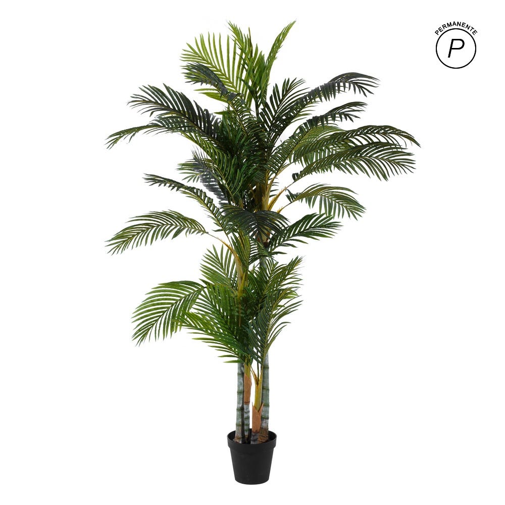Planta Areca Palmera Verde 100 X 130 X 210 Cm