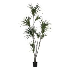 Planta Dracaena Verde Goma Decoração 220 Cm