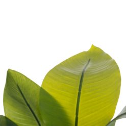 Alternative view of Planta Strelitzia Verde Artificial 40 X 30 X 70 Cm