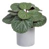 Saxifraga Verde Pvc 20 X 21 X 18 Cm