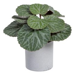 Saxifraga Verde Pvc 20 X 21 X 18 Cm