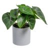Syngonium Verde Pvc 20 X 17 X 18 Cm (4 unidades)
