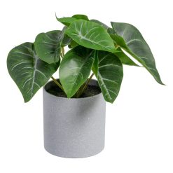 Syngonium Verde Pvc 20 X 17 X 18 Cm (4 unidades)
