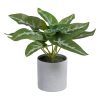 Syngonium Verde Pvc 24 X 23 X 21 Cm (4 unidades)