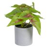Syngonium Vermelho-Verde Pvc 20 X 18 X 18 Cm (4 unidades)
