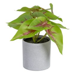 Syngonium Vermelho-Verde Pvc 20 X 18 X 18 Cm (4 unidades)